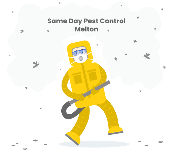 same day pest control