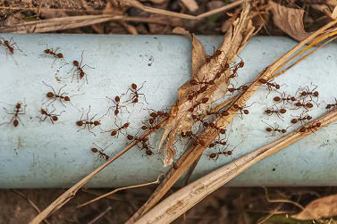 Ant Control Bentleigh