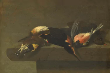 Dead Bird Removal Bentleigh