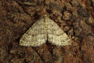 Moth Control Bentleigh