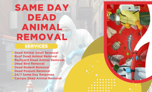 Pest Control Bentleigh