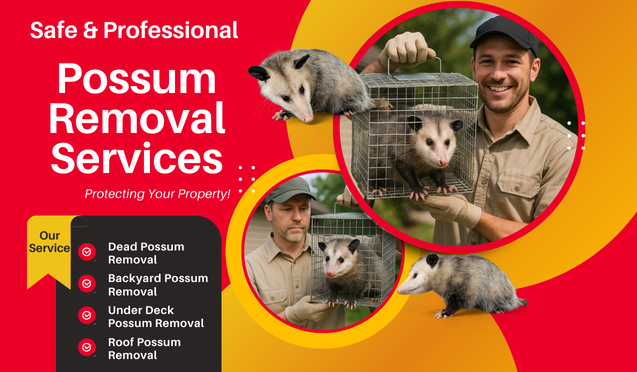 Possum Removal Bentleigh