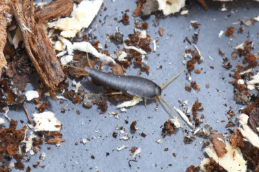 Silverfish Control Bentleigh